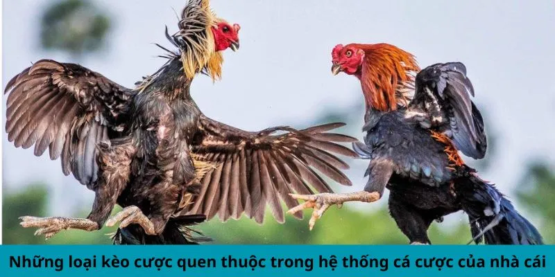 Những loại kèo cược quen thuộc trong hệ thống cá cược của nhà cái