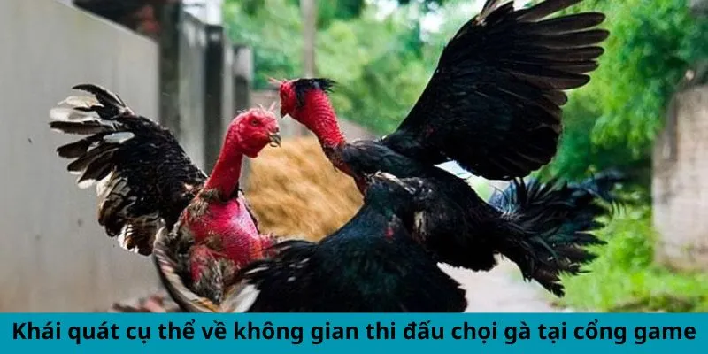 Khái quát cụ thể về không gian thi đấu đá gà tại cổng game