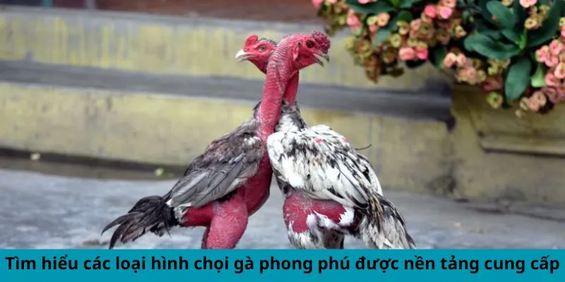 Tìm hiểu các loại hình chọi gà phong phú được nền tảng cung cấp